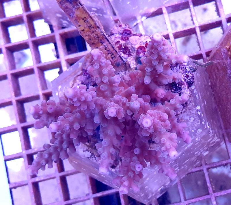 Acropora sp.